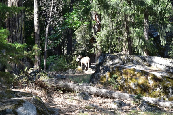Yosemite Conservation Heritage Center by null