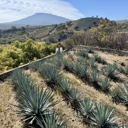 Agave plants with Volcán de Tequila on the horizon Agave plants with Volcán de Tequila on the horizon