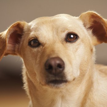 Walkie Doggies - Those eyes! - Dog Walkers Near Me Walkie Doggies - Those eyes! - Dog Walkers Near Me