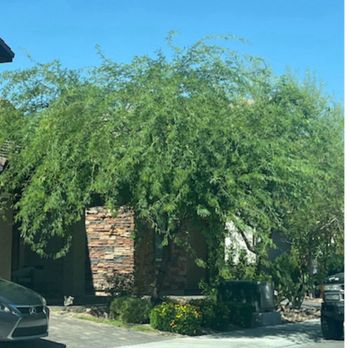 Bud's Affordable Landscaping - Overgrown mesquite - Landscaping Near Me