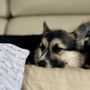 Photo of Pawsitive Electric Tails Aka Pets
