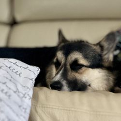 Pawsitive Electric Tails Aka Pets - Temaki the puppy napping on the couch