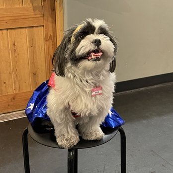Zoom Room Dog Training - Pet Training Near Me - Sherman Oaks, California Zoom Room Dog Training - Pet Training Near Me - Sherman Oaks, California