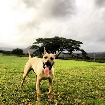 Island Dog Obedience - Confident happy gal - Pet Training Near Me - Honolulu, Hawaii Island Dog Obedience - Confident happy gal - Pet Training Near Me - Honolulu, Hawaii