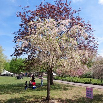 Branch Brook Park - Branch Brook Park during the Cherry Blossom Festival - Parks Near Me - Newark, New Jersey