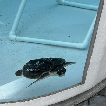 Loggerhead Marinelife Center - Community Service/Non-Profit Near Me - Juno Beach, Florida