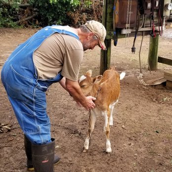 Cedar Rock Farm - All the baby girl calves are named, this might be Milkshake :). - Pick Your Own Farms Near Me - Montezuma, Georgia Cedar Rock Farm - All the baby girl calves are named, this might be Milkshake :). - Pick Your Own Farms Near Me - Montezuma, Georgia