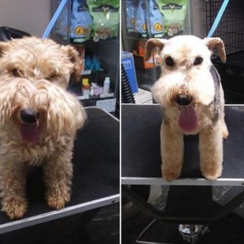 Benji's Barking Lot - Pet Groomers Near Me - Batavia, Illinois