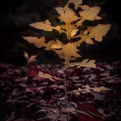 Waldschenke Raimund u. Hannerl Staar - The forest during my walk  autumn 2015