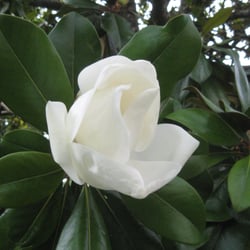 Village de Limeuil - Magnolia for ever...