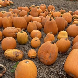 Rodoni Farms - Pumpkins