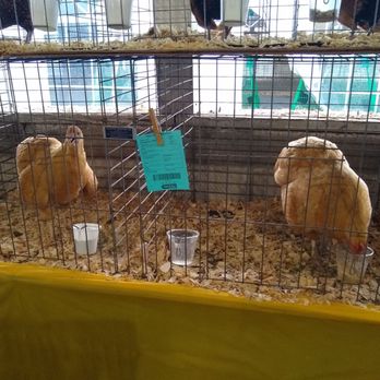 Hamilton County 4-H Fair - Community Centers Near Me - Noblesville, Indiana Hamilton County 4-H Fair - Community Centers Near Me - Noblesville, Indiana