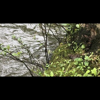 Eno River State Park - Wildlife - Parks Near Me - Durham, North Carolina