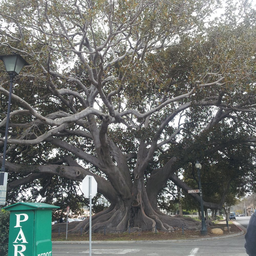 Moreton Bay Fig Tree Park - Parks Near Me - Santa Barbara, California Moreton Bay Fig Tree Park - Parks Near Me - Santa Barbara, California