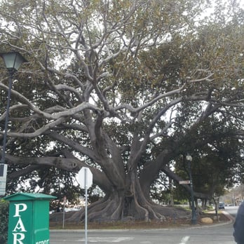 Moreton Bay Fig Tree Park - Parks Near Me - Santa Barbara, California Moreton Bay Fig Tree Park - Parks Near Me - Santa Barbara, California