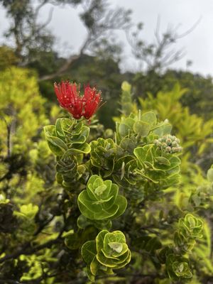 Kuli'ou'ou Valley Trail by null