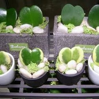 Balconi Floral Design Studio Inc. - Heart-shaped Hoyas - Florists Near Me - Vancouver, British Columbia Balconi Floral Design Studio Inc. - Heart-shaped Hoyas - Florists Near Me - Vancouver, British Columbia