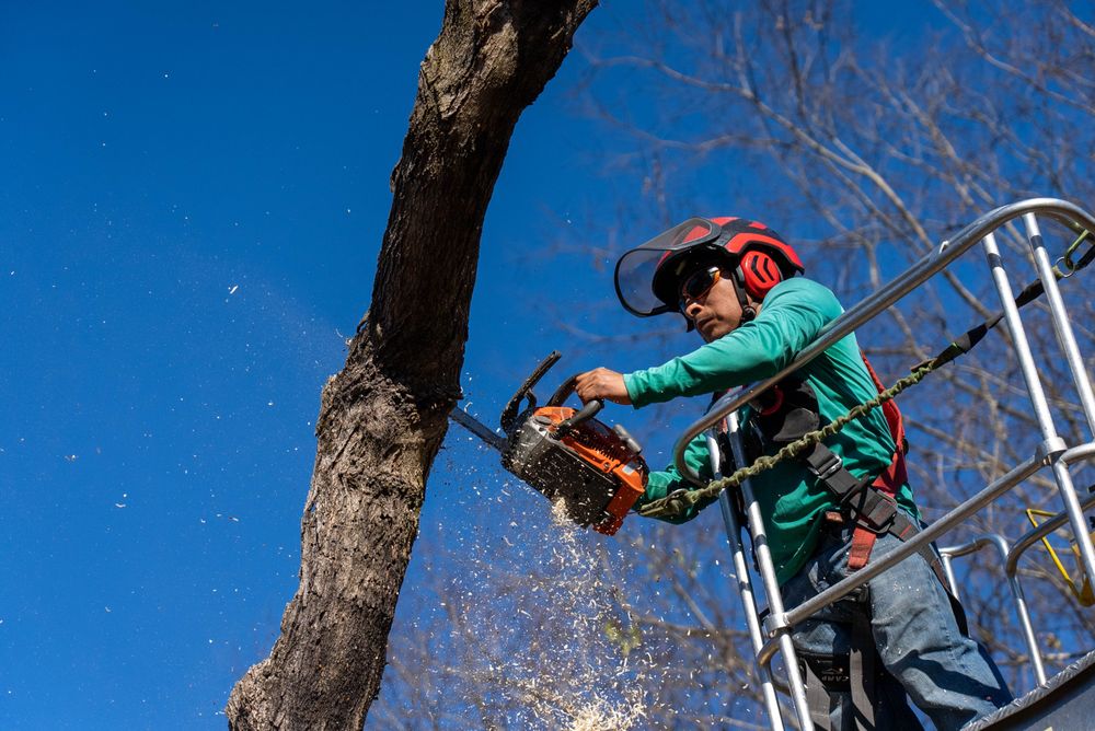 Petree Arbor Lawn & Landscape - tree service in Louisville, TN