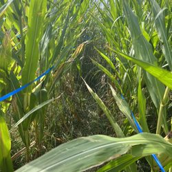 Amazing Maize Maze
