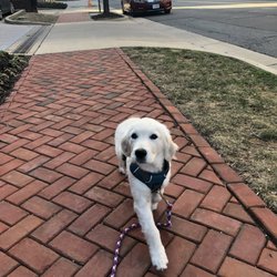 The Puppy Au Pair - Mung Bean sporting this seasons' hottest color accessories on the runway