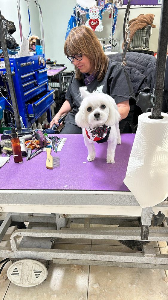 THE DOGNCAT HOUSE Updated September 2024 12 Photos & 17 Reviews