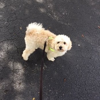 PetSmart - Before - Pet Training Near Me - Jacksonville, Florida PetSmart - Before - Pet Training Near Me - Jacksonville, Florida