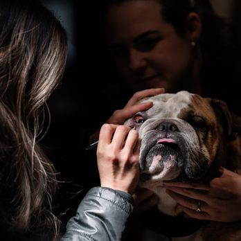 Veterinary Eye Institute Orlando - Veterinarians Near Me - Orlando, Florida Veterinary Eye Institute Orlando - Veterinarians Near Me - Orlando, Florida