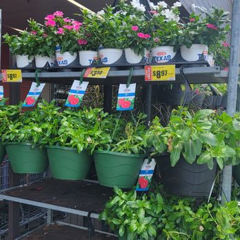 H-E-B - Vinca Red - Grocery Near Me - Killeen, Texas H-E-B - Vinca Red - Grocery Near Me - Killeen, Texas