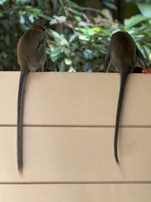 Bukit Timah Nature Reserve by null