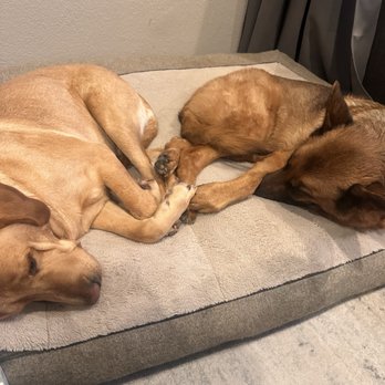 Woofie's - Worn out from all the fun and excitement. - Pet Sitting Near Me