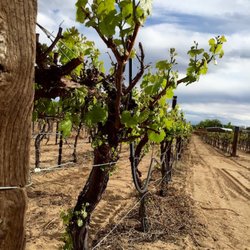 Sheehan Vinyard - Tierra Encantada