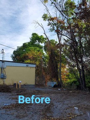 Tree Removal - trees removed from behind Building