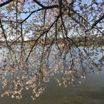 Tidal Basin - Lakes Near Me - Washington, DC, District of Columbia Tidal Basin - Lakes Near Me - Washington, DC, District of Columbia