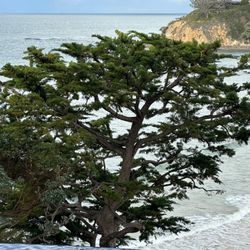 Laguna Tree Service  & landscaping - Monterrey Cypress 3 months after Pruning nice fill in.
