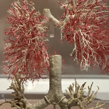 Real Bodies - Museums Near Me - Las Vegas, Nevada Real Bodies - Museums Near Me - Las Vegas, Nevada