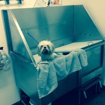 Pet Planet - This elderly spunky spinster, a 15 year old Shih Tzu, is always much happier after her bath. - Pet Stores Near Me - Phoenix, Arizona