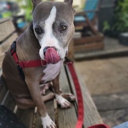 Southport Asia Mart - Outdoor seating with my dog who clearly wants some