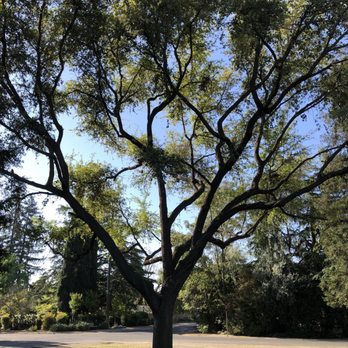 Adolph's A-1 Tree Service A Partnership - Tree Services Near Me - Fresno, California