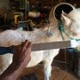Photo of Max the Farrier