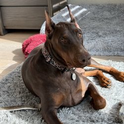 American Pet Hospital - Apollo