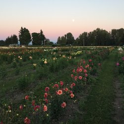 Frey's Dahlias