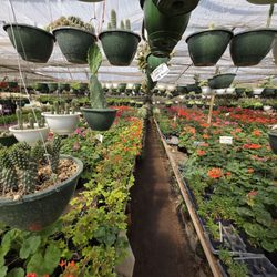 Al's Pine Garden & Nursery