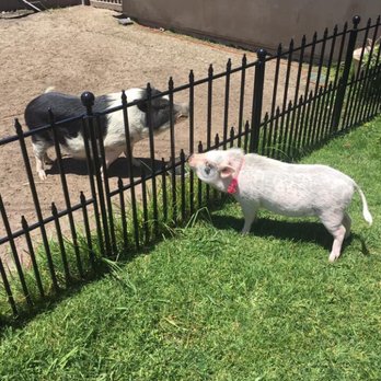 SoCalMiniPigs - Pet Breeders Near Me - Valley Center, California