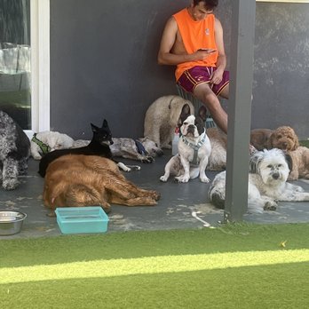 Dog Sitting by Ally - Just chillin' with other doggos - Pet Boarding Near Me