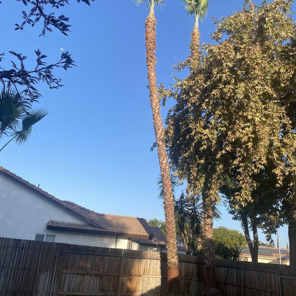 Empire Tree Service - After - Tree Services Near Me Empire Tree Service - After - Tree Services Near Me