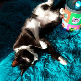 PHX Cat Cafe - This one has the softest fur! - Pet Adoption Near Me - Phoenix, Arizona