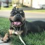 Photo of From Wired to Tired Pet Services