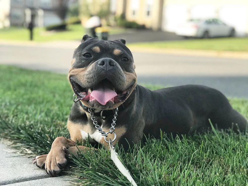 From Wired to Tired Pet Services - pet boarding facility in Allentown, PA
