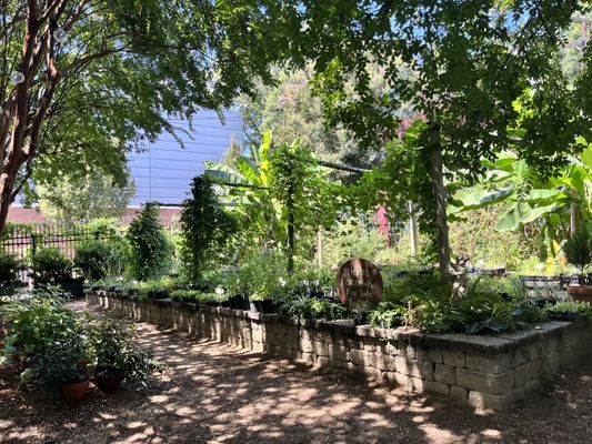 McGill Rose Garden by null
