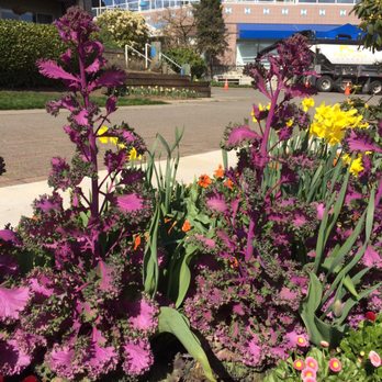 New Westminster Quay Boardwalk - Spring flowers - Landmarks & Historical Buildings Near Me - New Westminster, British Columbia New Westminster Quay Boardwalk - Spring flowers - Landmarks & Historical Buildings Near Me - New Westminster, British Columbia